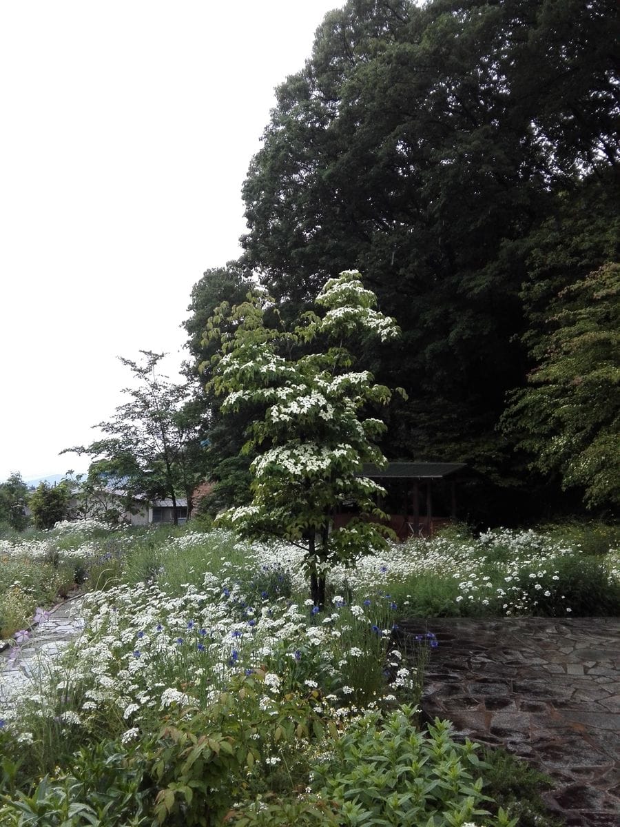 雨の中です。