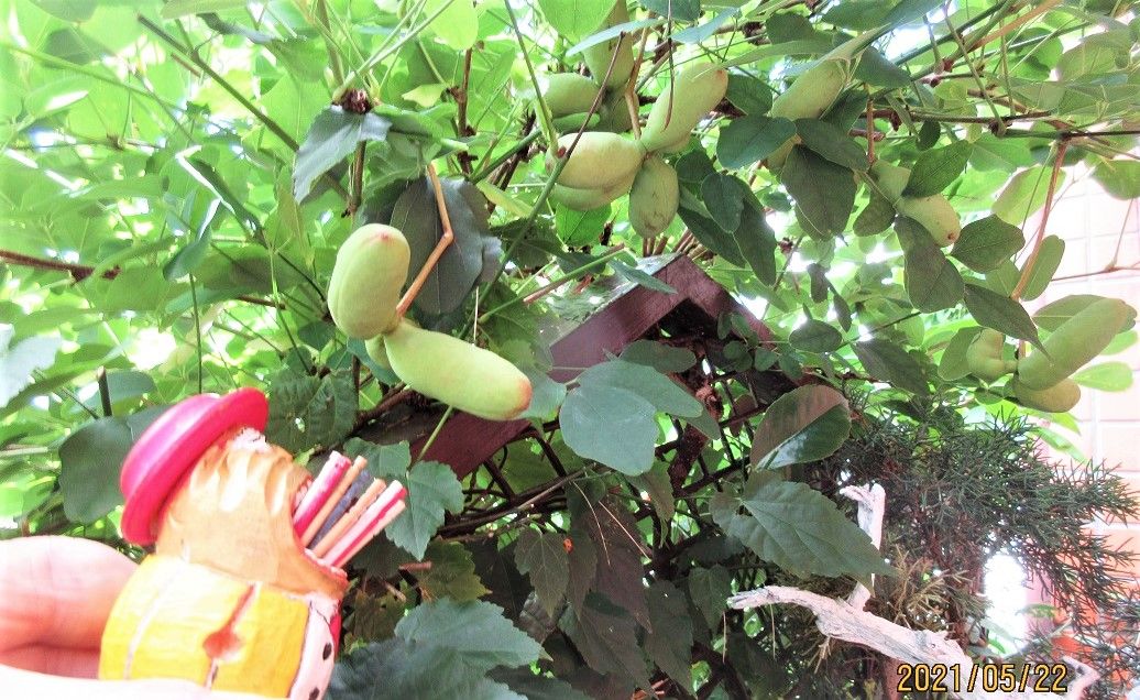 梅雨の恩恵は農作物の成長に良く、グミ、リンゴもアケビも実が大きく育つのです。