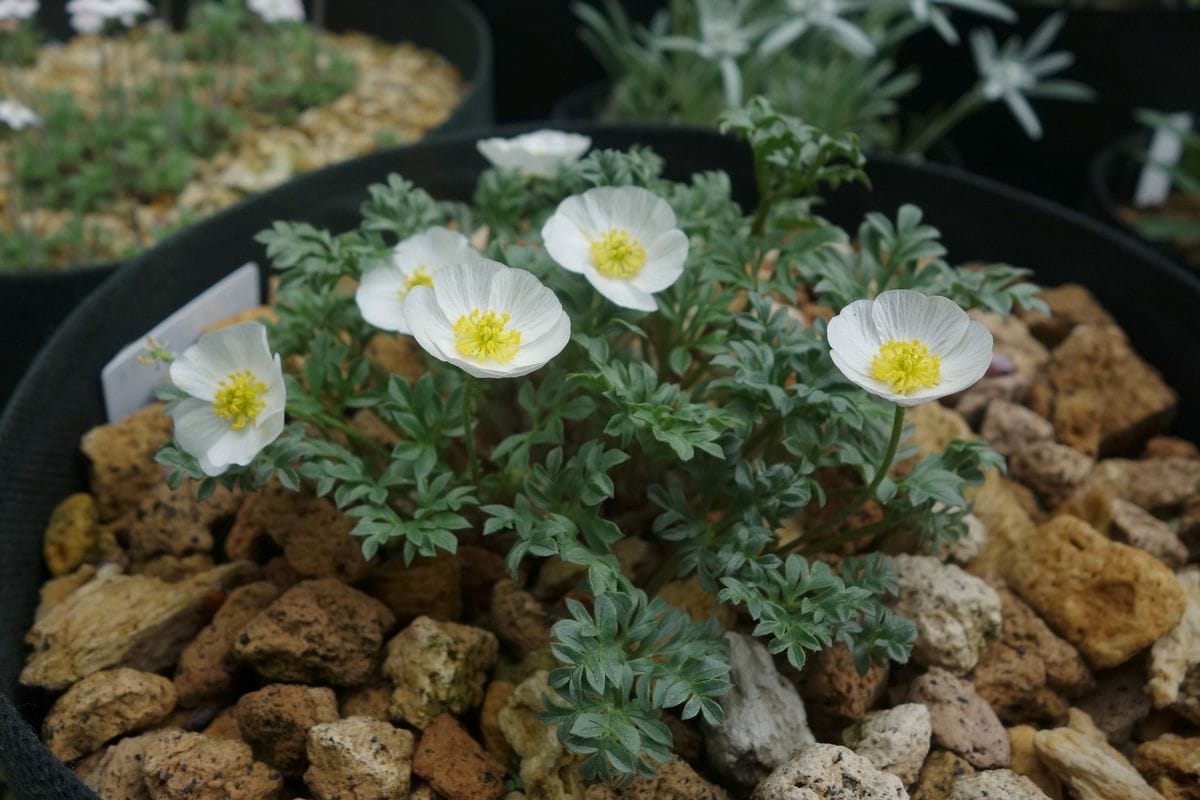 高山植物の季節