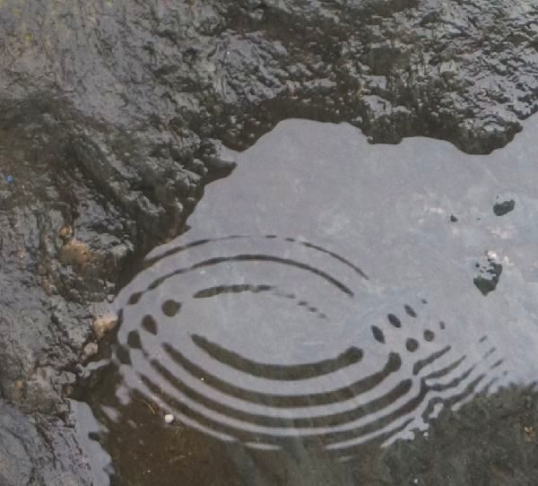 雨に咲く