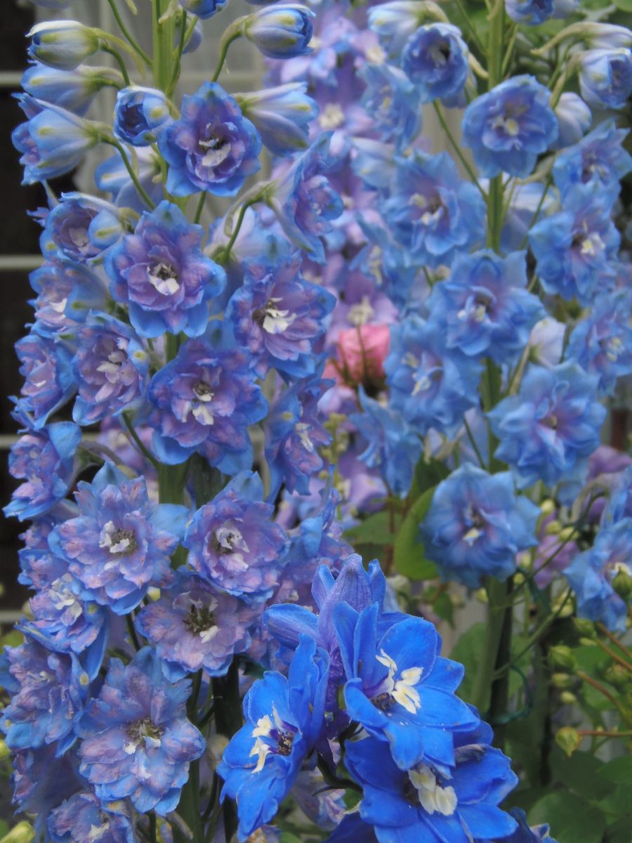 デルフィニウムの日記一覧|花かごさんの園芸日記-みんなの趣味の園芸