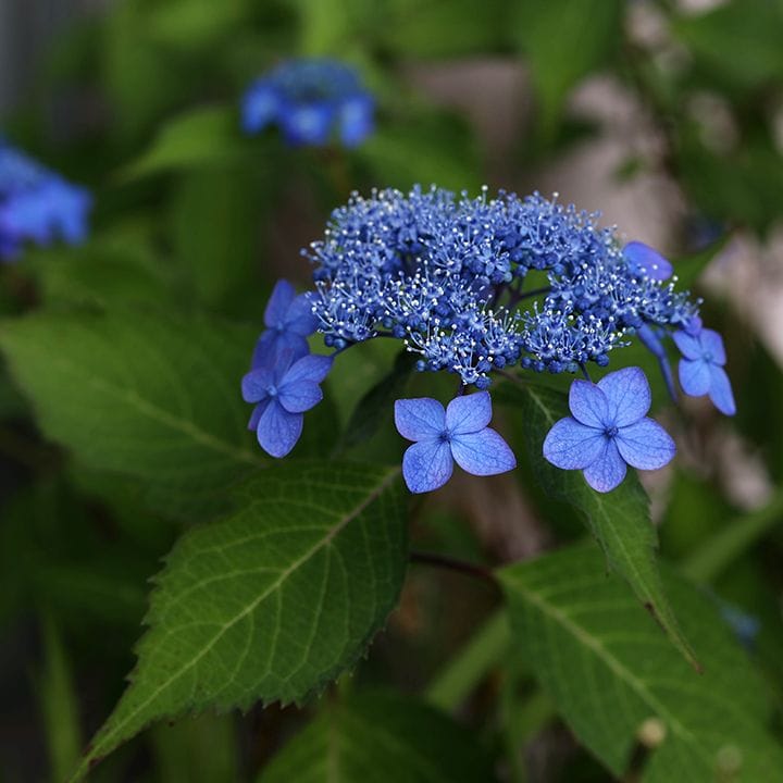 紫陽花