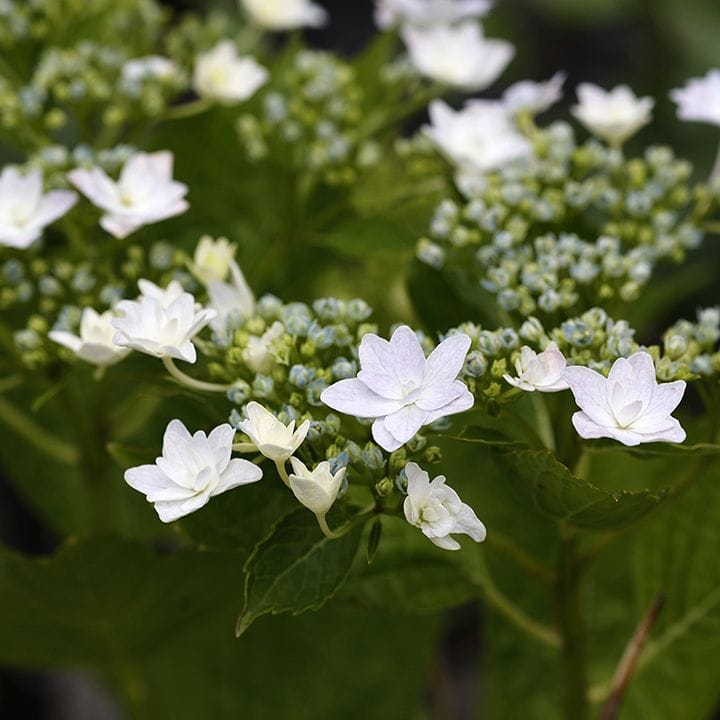 紫陽花