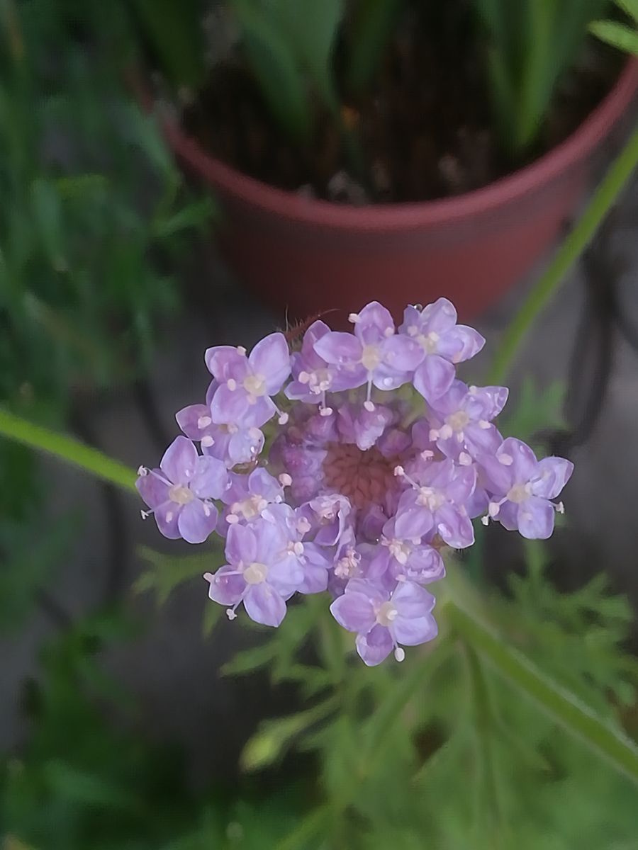 我が家の花🌼今日の様子