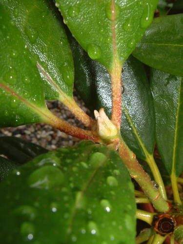 雨の中の蕾たち