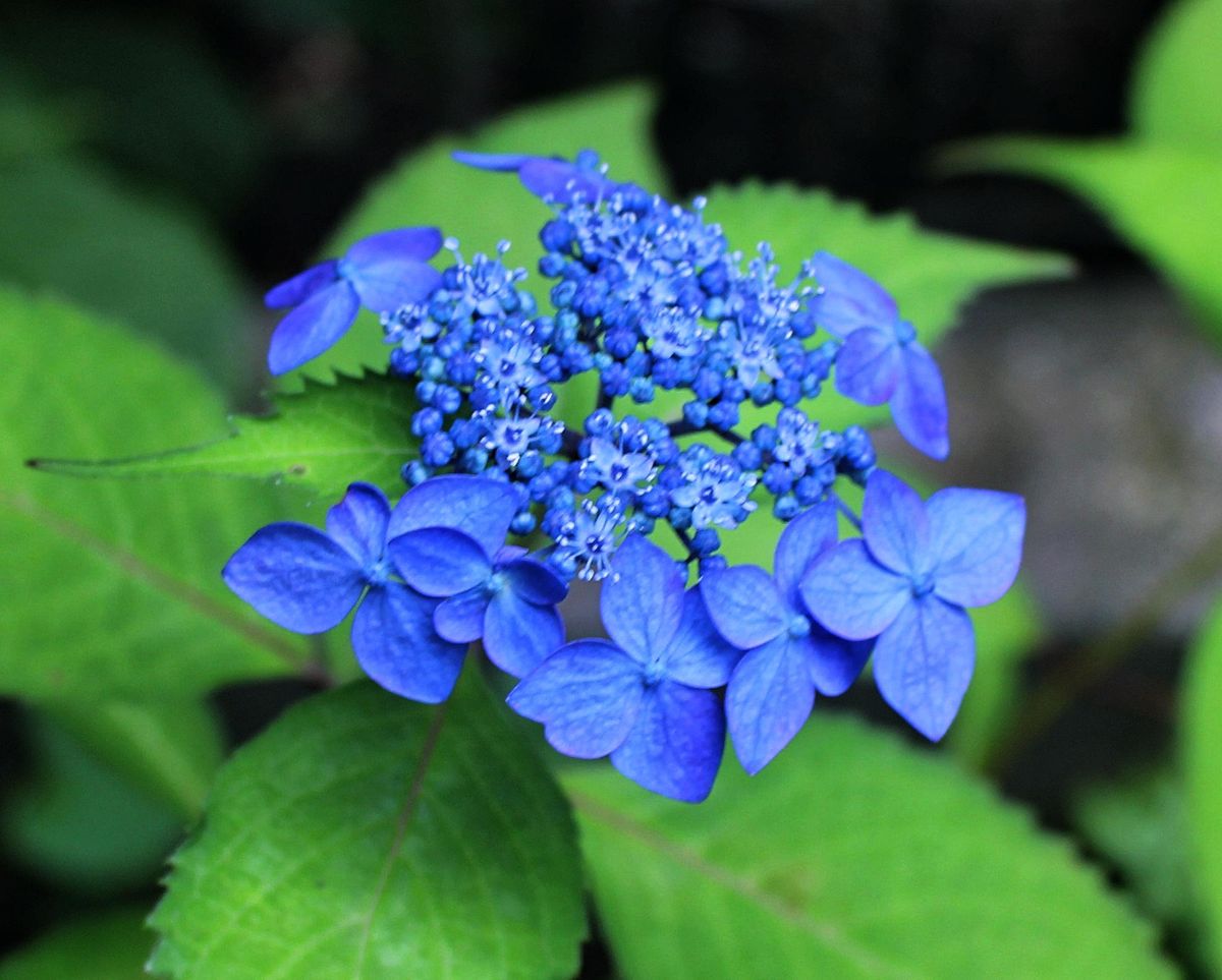 紫陽花を見ていて