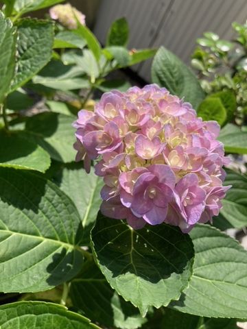 今日のお花（紫陽花とラベンダー）