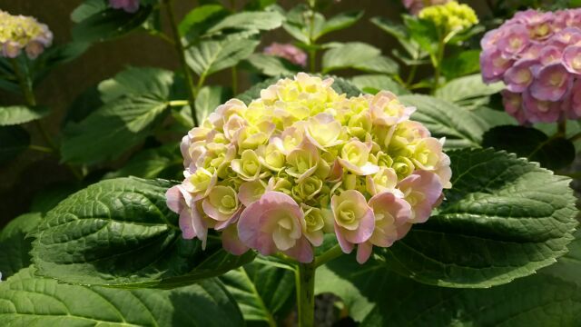 今日のお花（紫陽花とラベンダー）