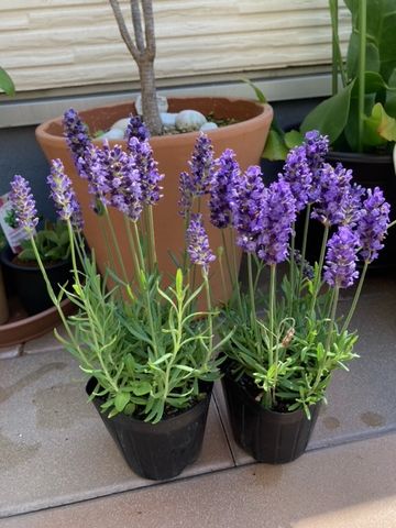 今日のお花（紫陽花とラベンダー）