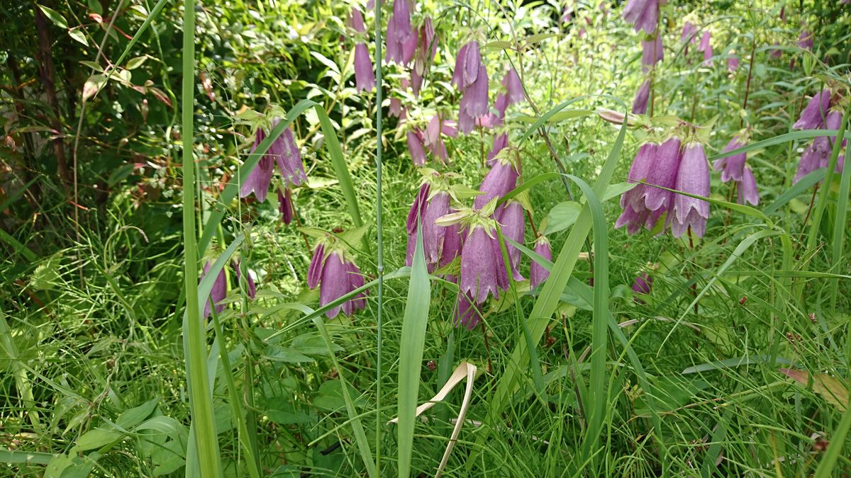 挿し芽が着いた