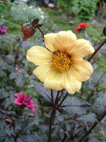 雨の中のお花たち