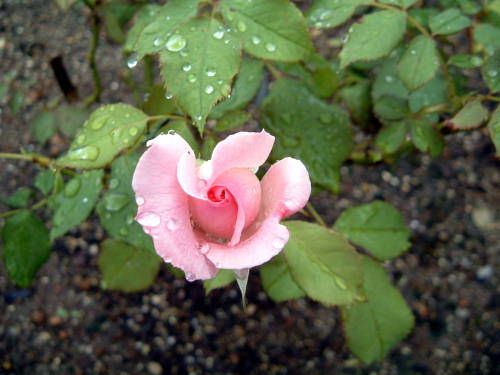 雨の中のお花たち