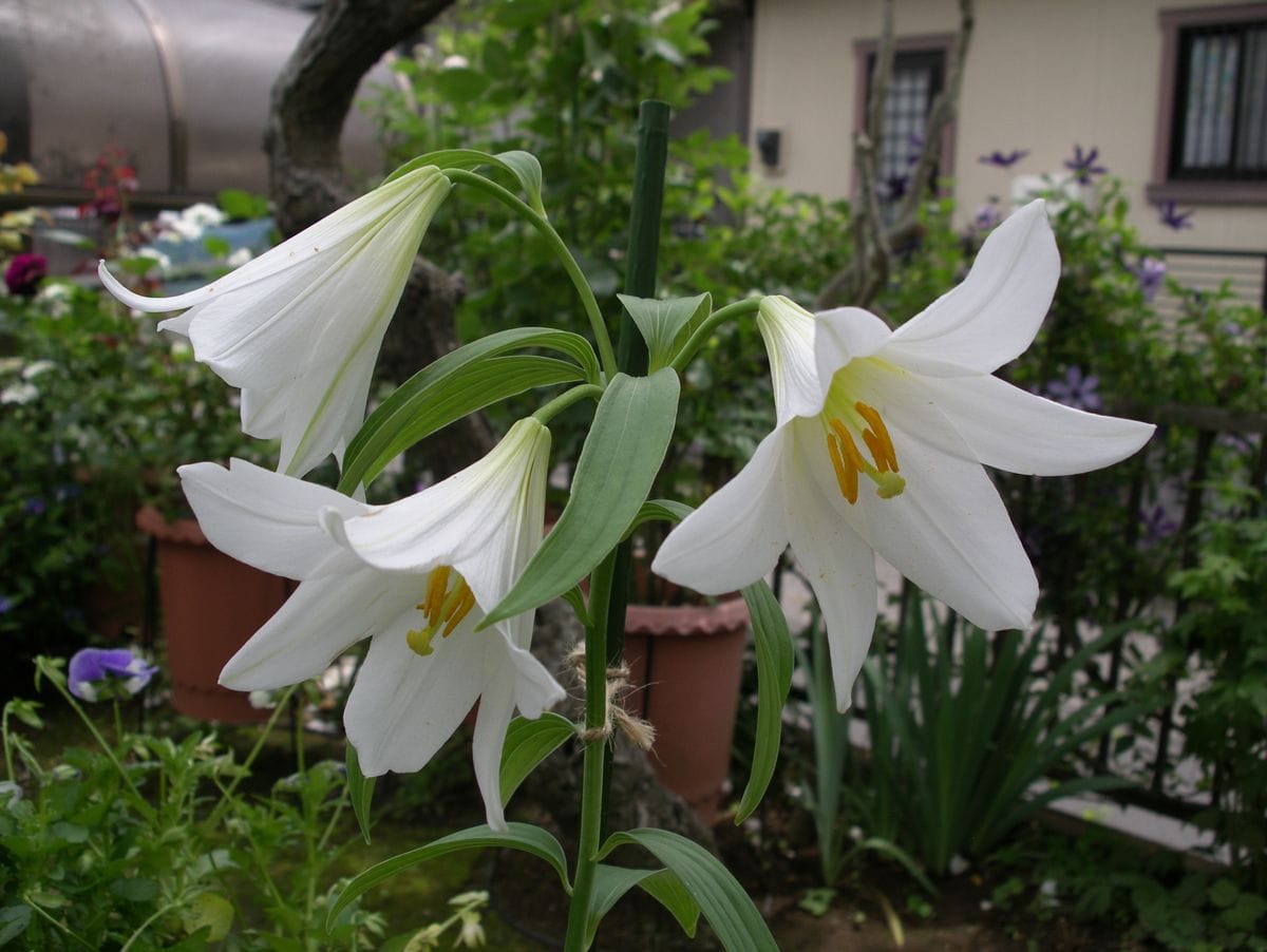 シロバナヒメサユリ開花