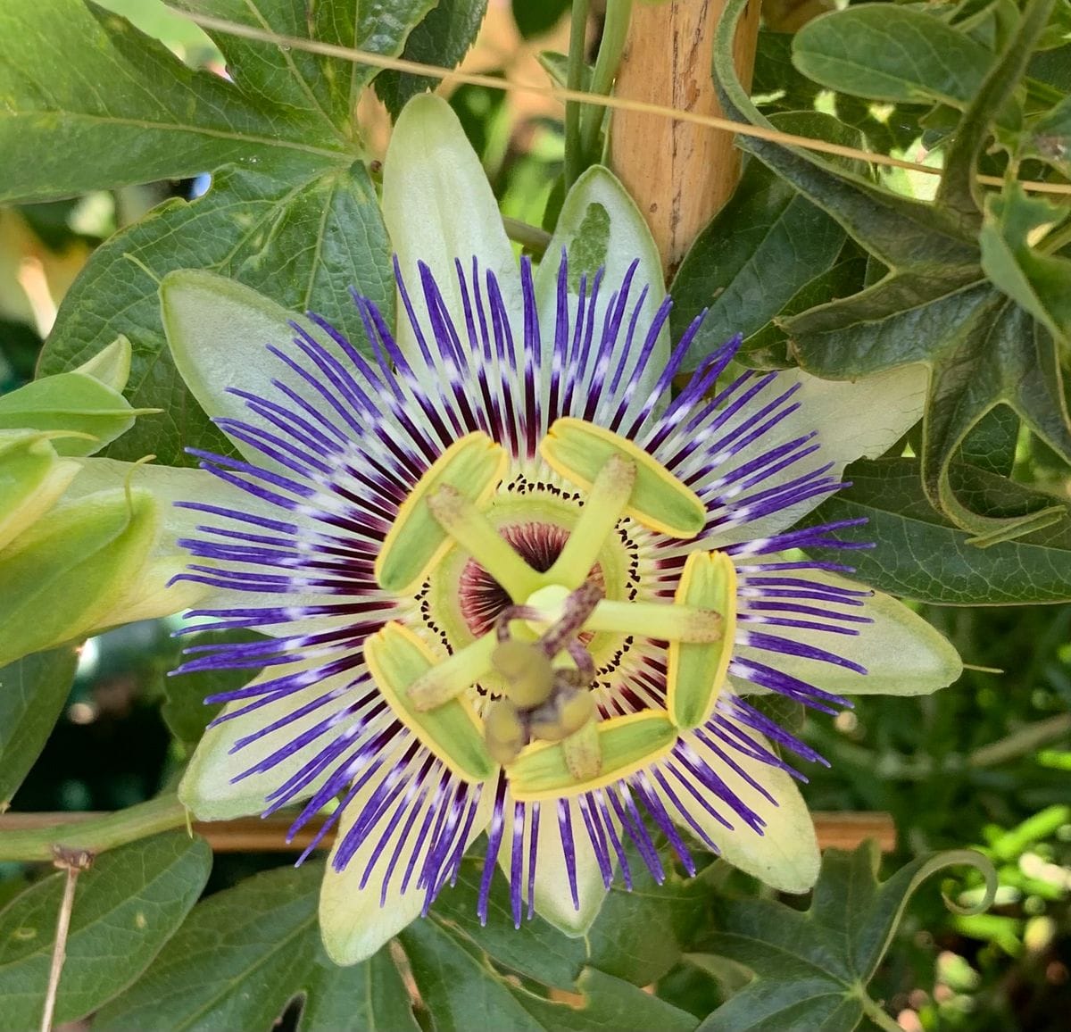 今日の花