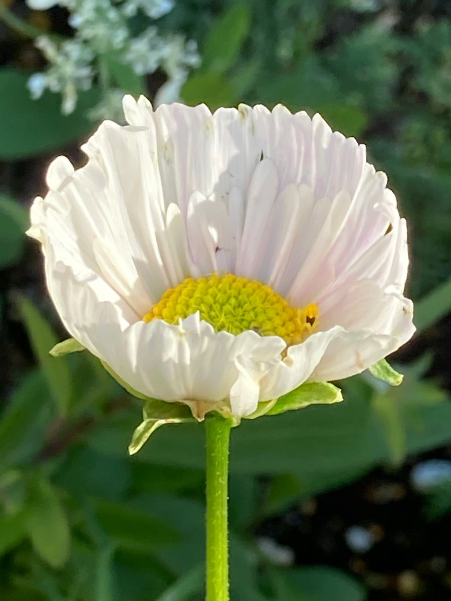 素敵なカップ咲き開花🎵