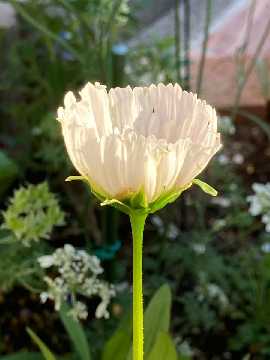 素敵なカップ咲き開花🎵