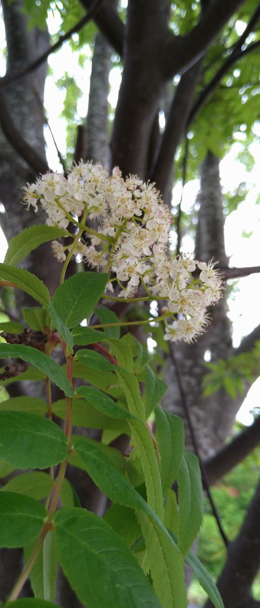 お出かけ先で見かけた花