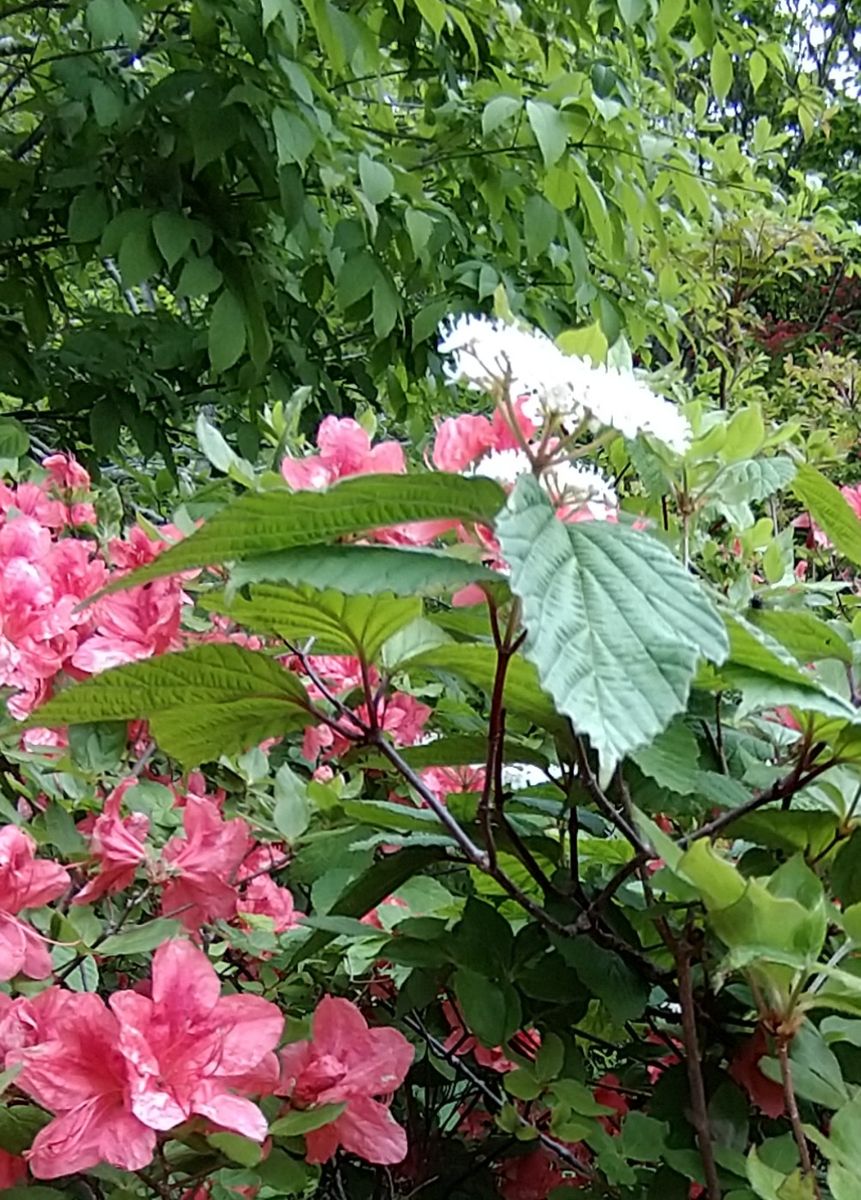 お出かけ先で見かけた花