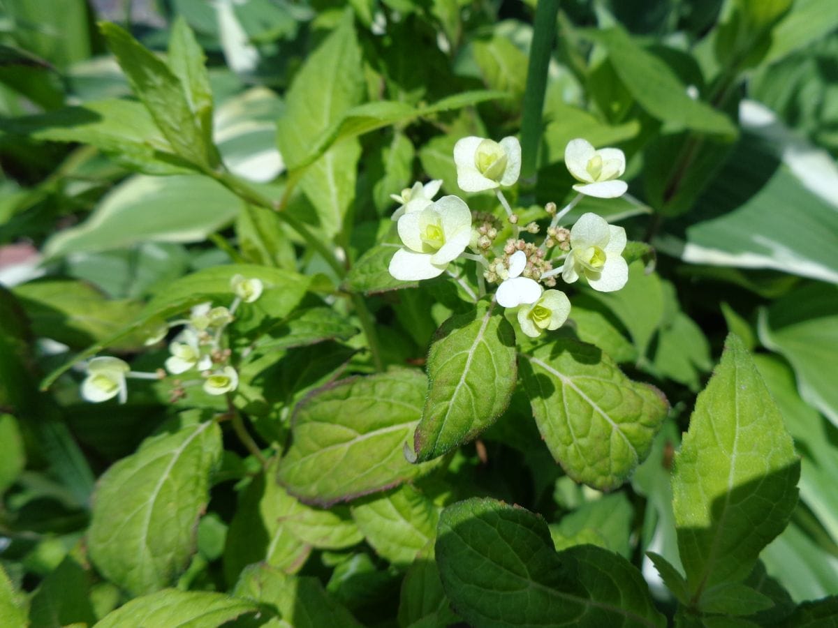 今日の紫陽花