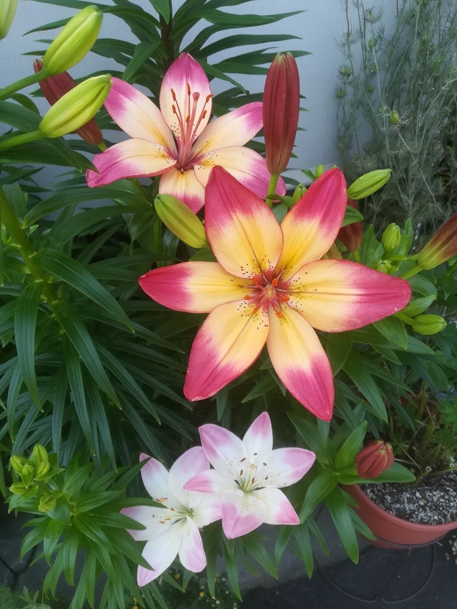 我が家の花🌼今日の様子&amp;園芸作業