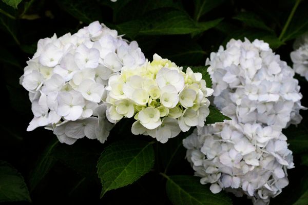 みちのく福島にも紫陽花が