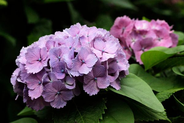 みちのく福島にも紫陽花が