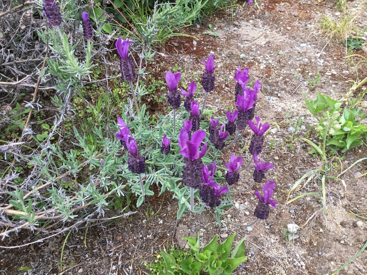 お花が増えて来ました。