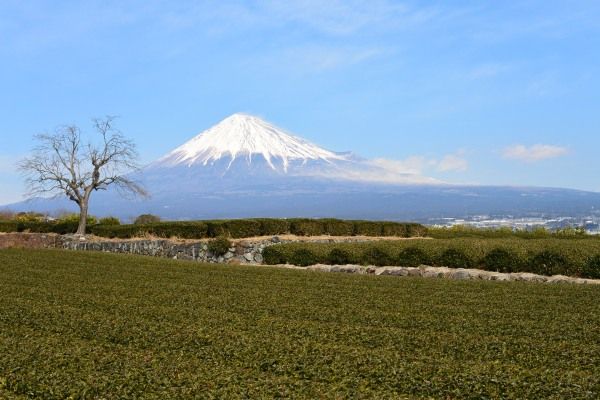 お散歩カメラ　市内の公園