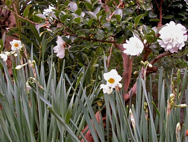 水仙と山茶花