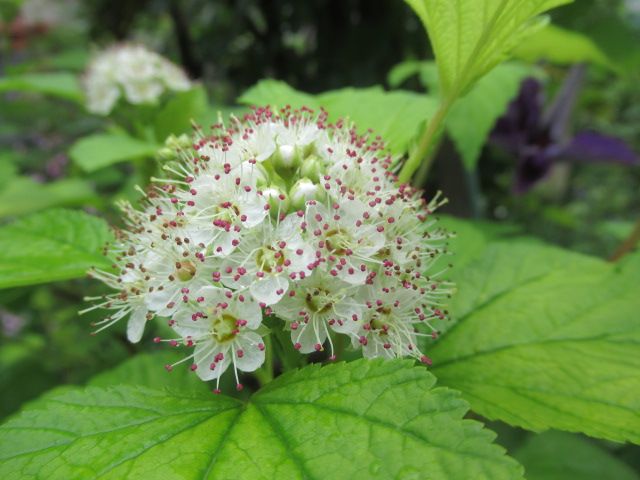 今朝の花から　テマリシモツケ