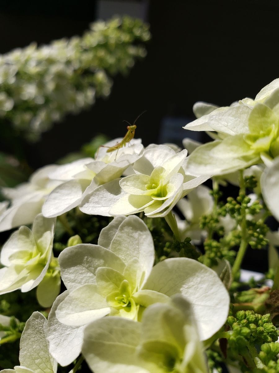 花盛り～🌼