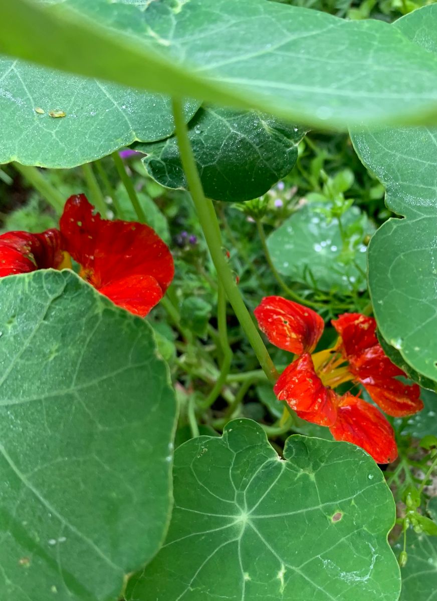 今日の花