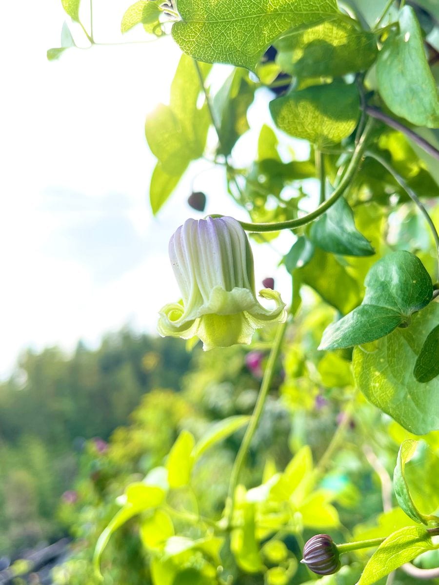 今日の花遊び😊💠