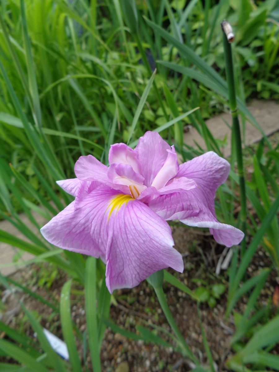 梅雨時のお花たち