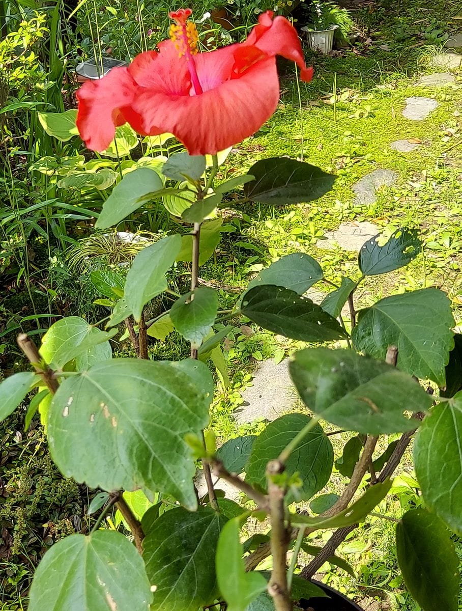 ハイビスカス🌺と我が家の野菜の収穫