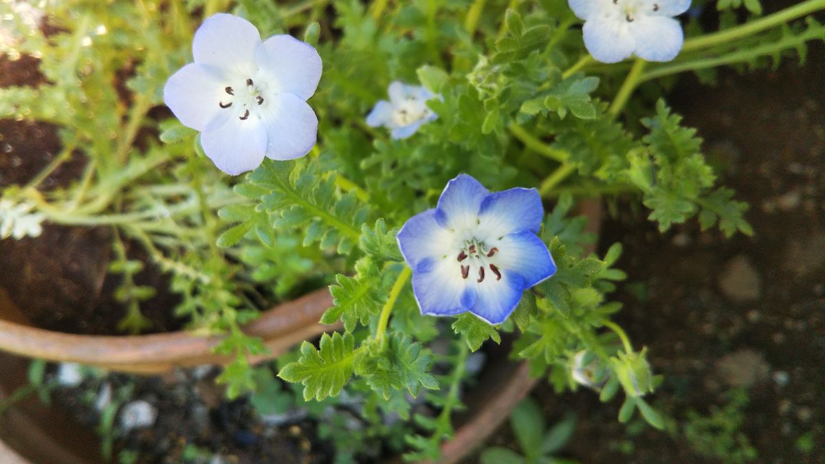 種まきヒメヒオウギの1番花　他