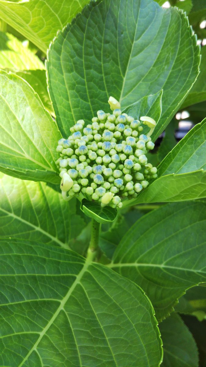 種まきヒメヒオウギの1番花　他