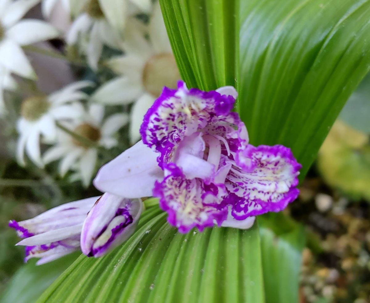 シラン　花菖蒲