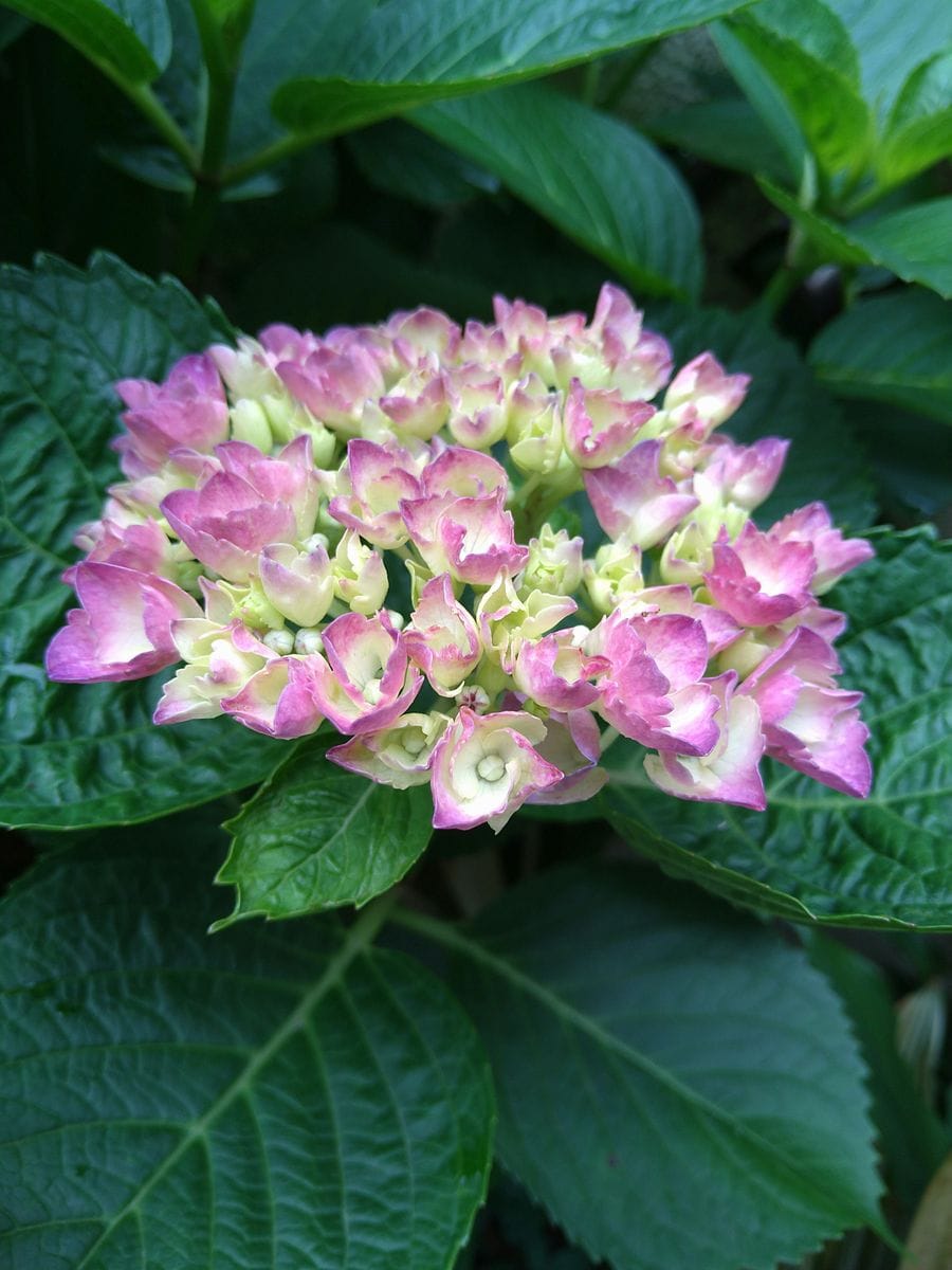 ☆庭の紫陽花の今〜☆彡