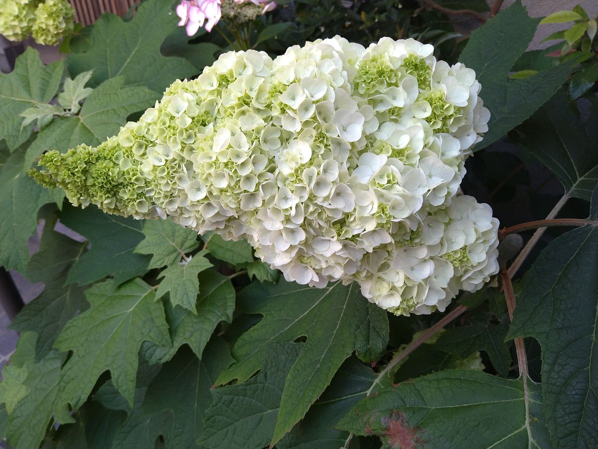 ☆庭の紫陽花の今〜☆彡