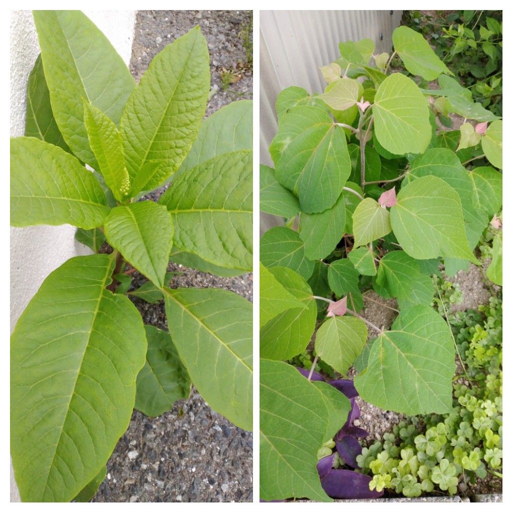 散歩道で見かけた植物！