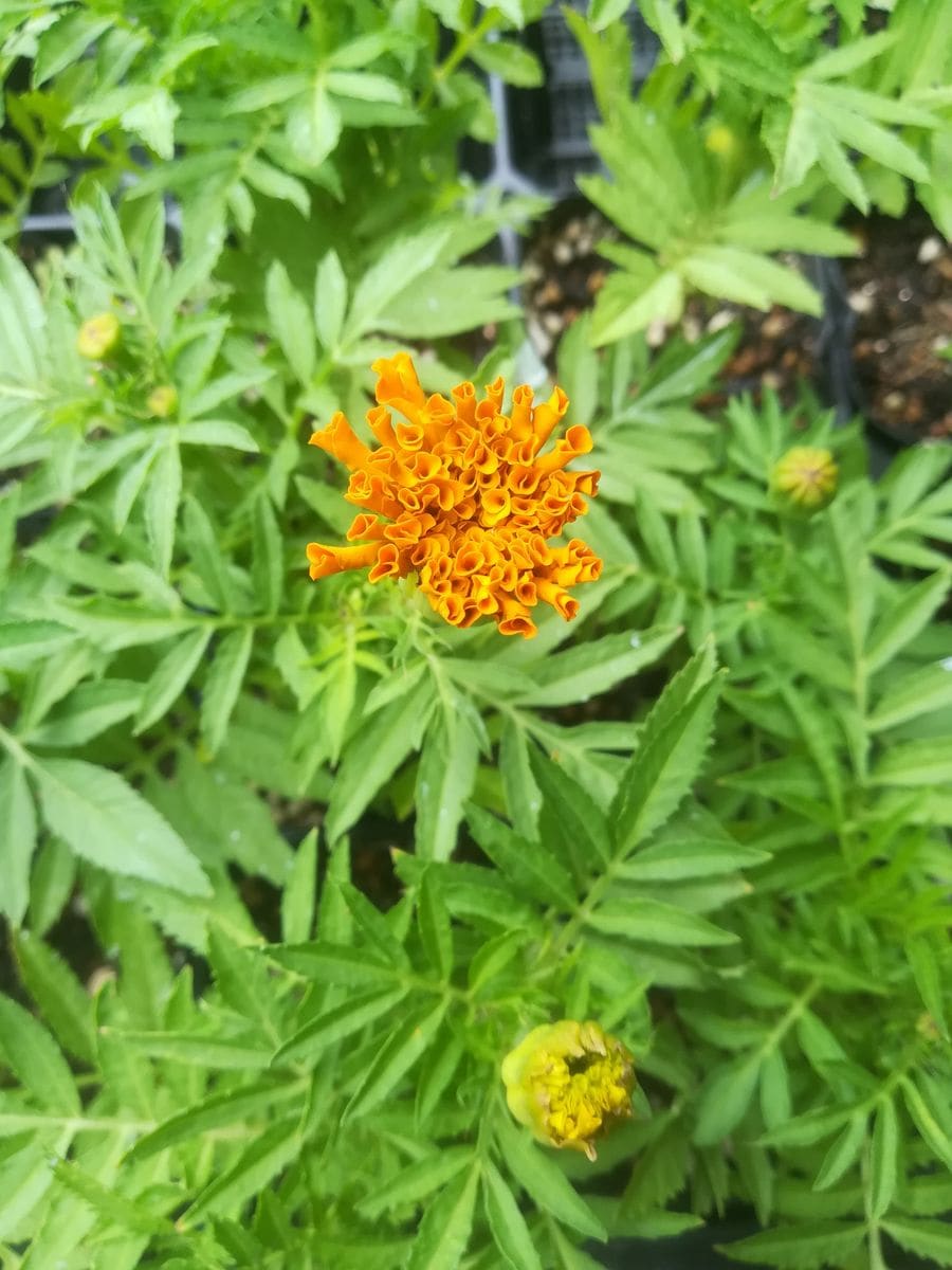 我が家の花🌱芽&蕾編