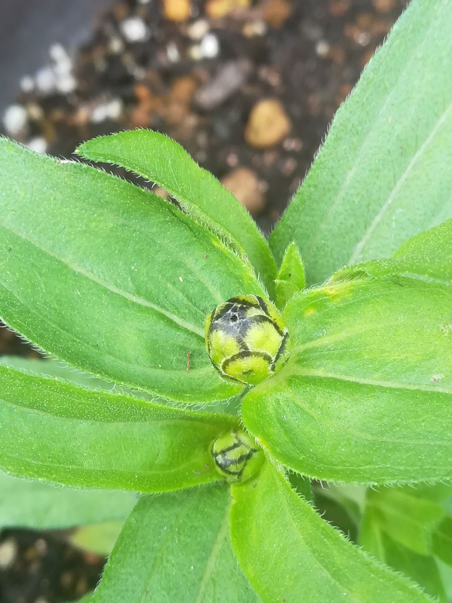 我が家の花🌱芽&蕾編