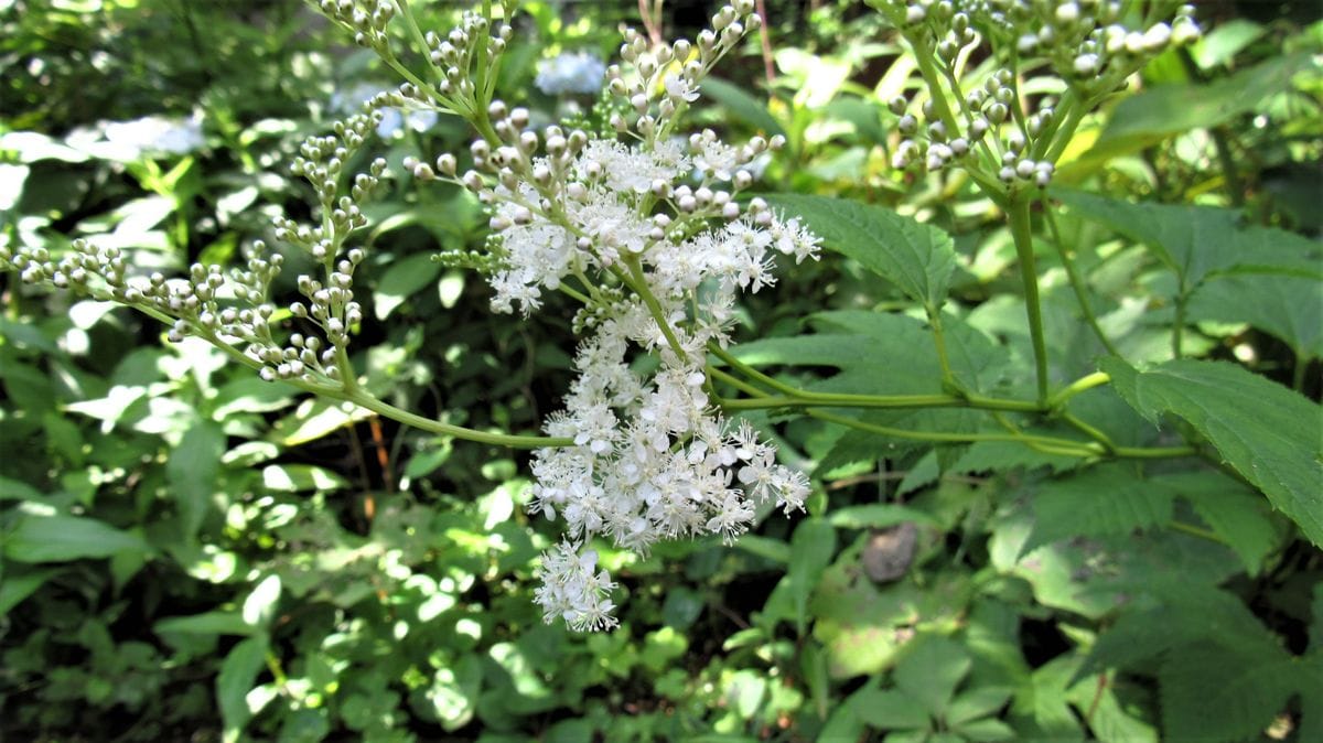 裏庭の山野草-白花京鹿子