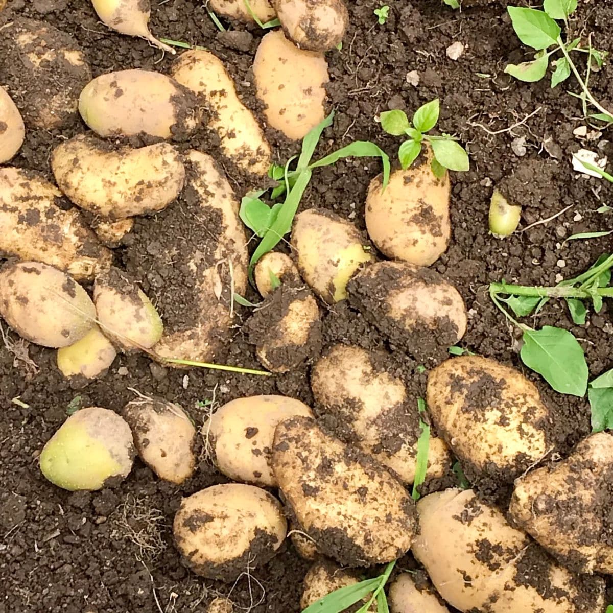 ジャガイモ🥔の収穫