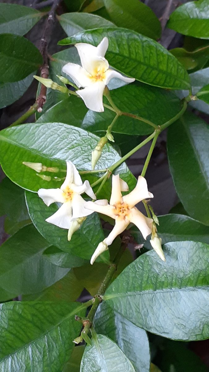 ふくおかルーバルガーデン5梅雨時💧🌿🍀の庭たより…定家カズラの花、ギボウシ　の開花～💕