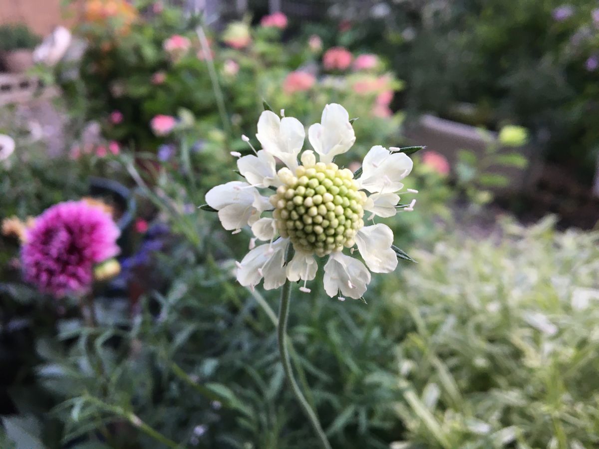 グリーンネックレスのお花が可愛い💕❣️