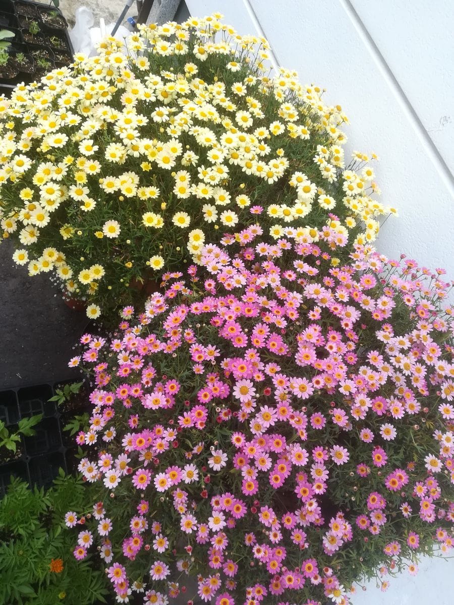 我が家の花🌼今日の様子&園芸作業