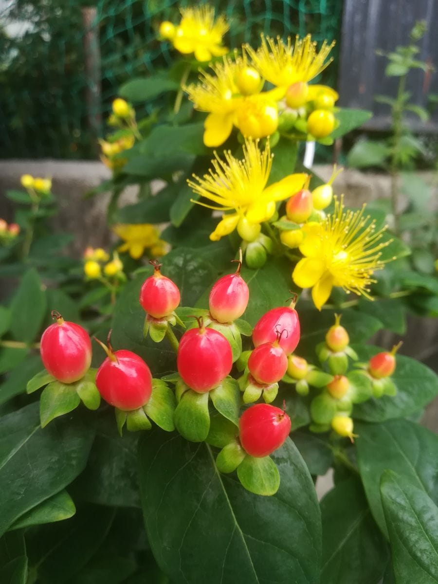 我が家の花🌼今日の様子&園芸作業