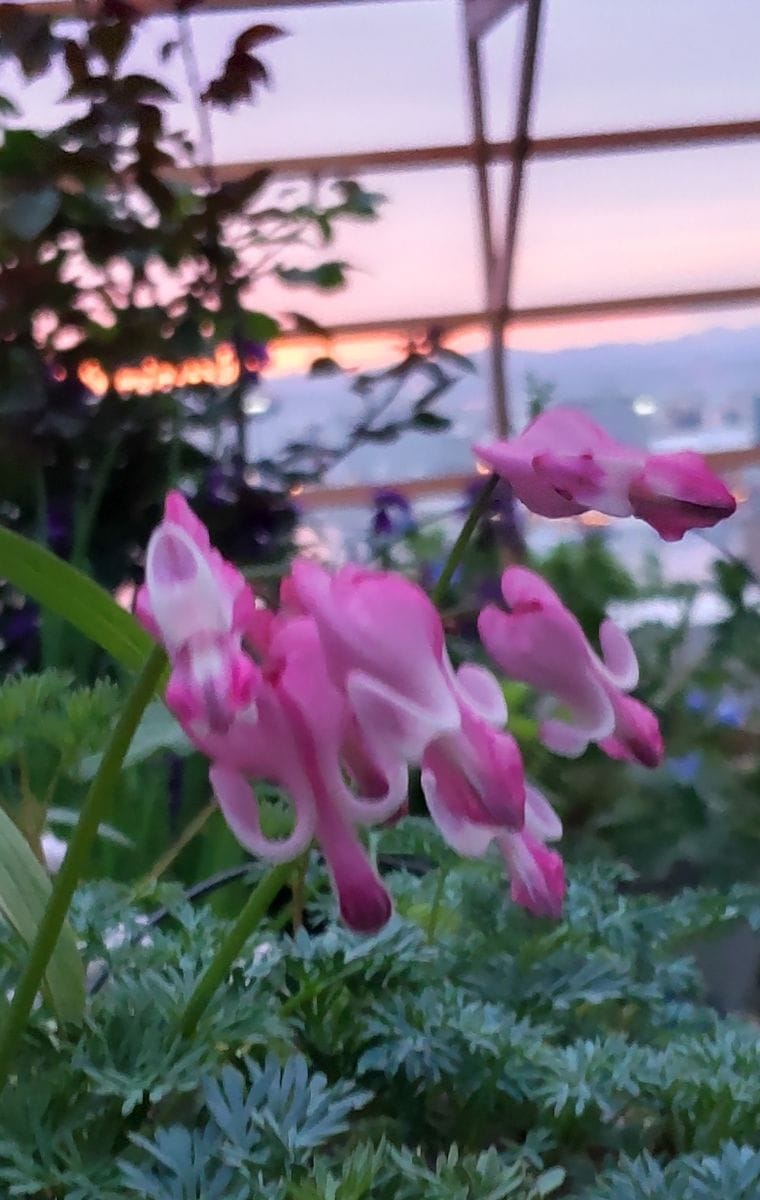 日の出前の花🥀③コマクサ